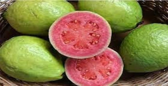 famous pink guava loses colour due to weather change