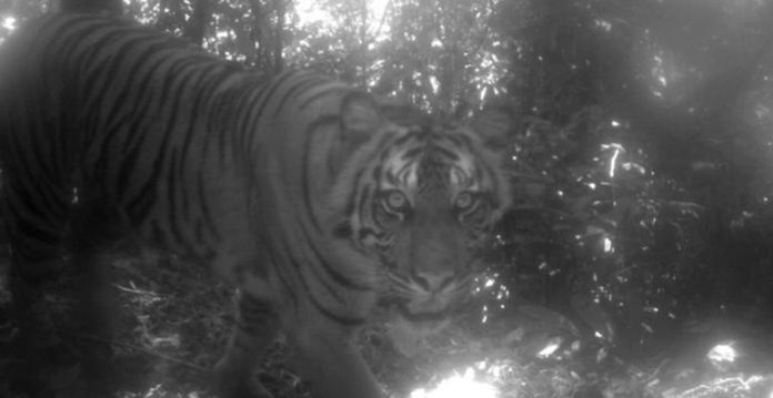 farmer mauled to death by tiger in lakhimpur kheri