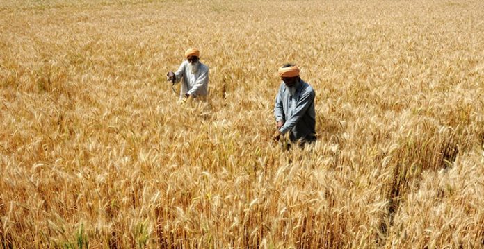 india may harvest over 112 mn tonnes of wheat iiwbr director