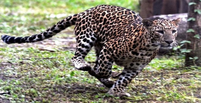 leopard mauls 10 year old to death in madhya pradesh