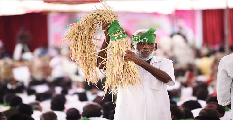 politics over paddy procurement add to telangana farmers' dilemma
