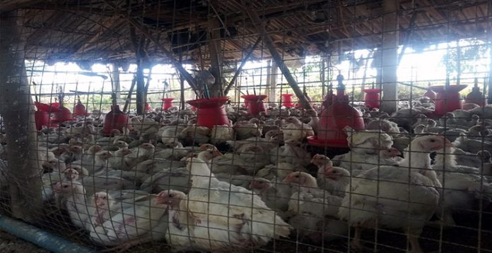 South Korea Confirms Avian Influenza Case; Issues Red Alert