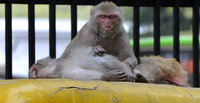 UP Bus Driver Pays Rs 2.5 Lakhs Fine For Running Over A Monkey 