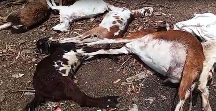 Cases of canine attack on cattle and humans on the rise in city outskirts