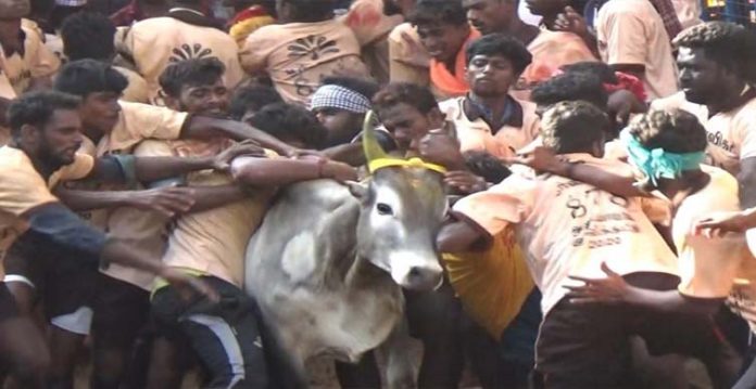 jallikattu