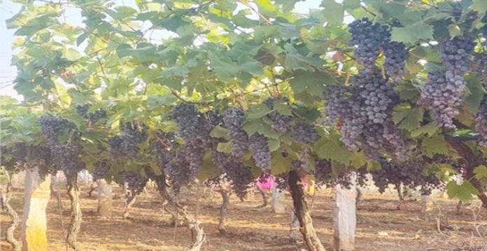 Grape Research Station opened for public yet again in Rajendranagar