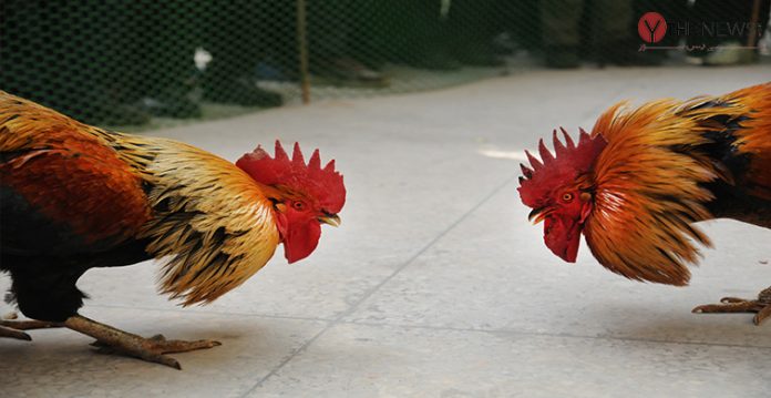Rooster