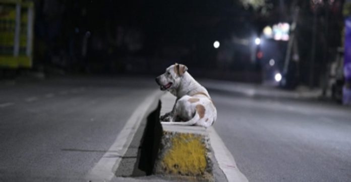 dog