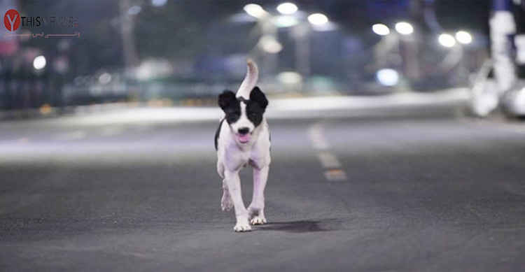stray dog