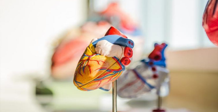 heart