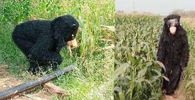 Innovative Trick to Protect Crops