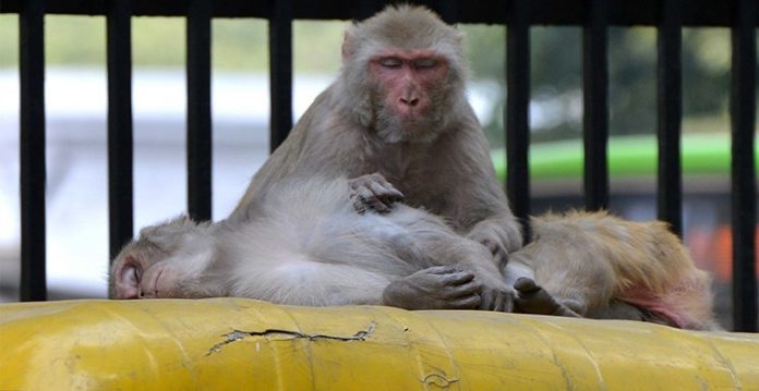 mehdipatnam residents troubled by stray monkeys