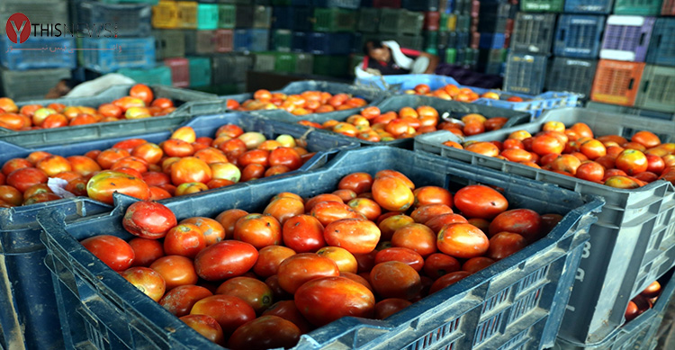 tomato