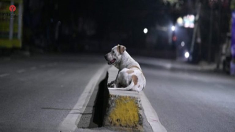 Dogs