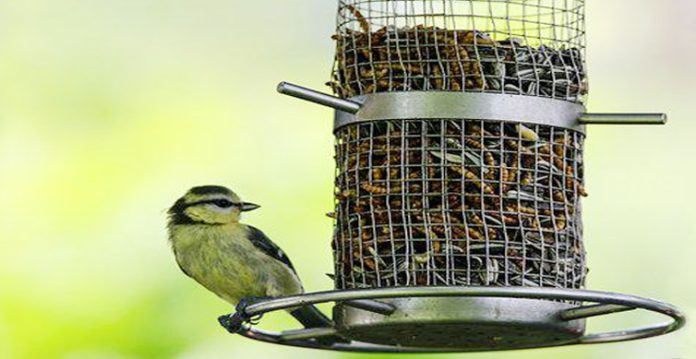 Birds Feeders