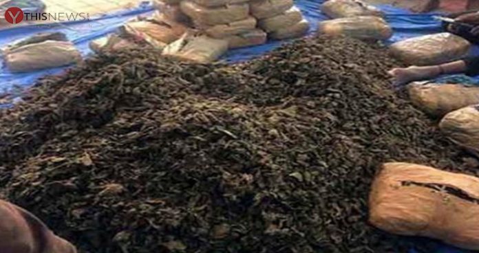 man arrested with ganja worth rs 6l in goa