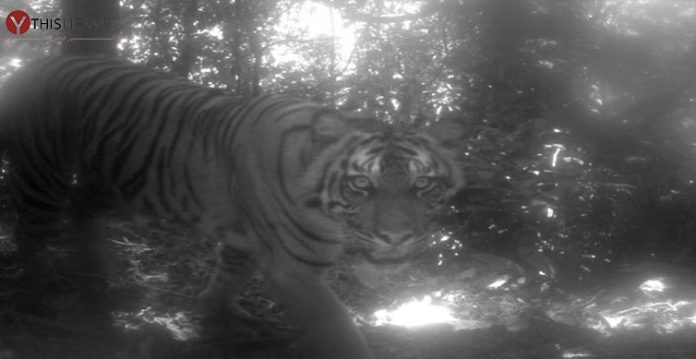 tiger kill farmer
