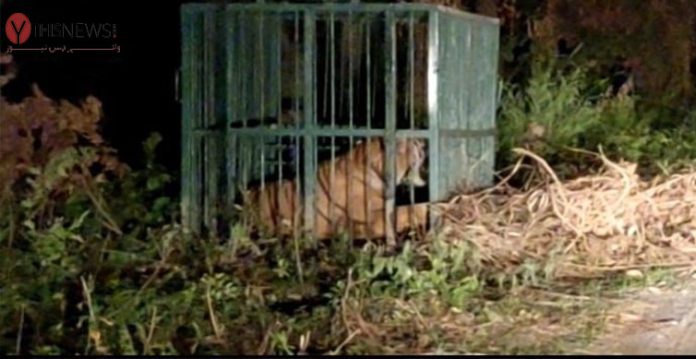 tigress captured