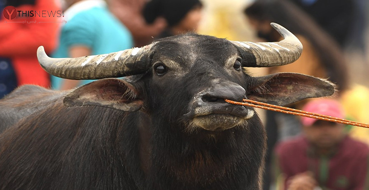 stolen buffalo