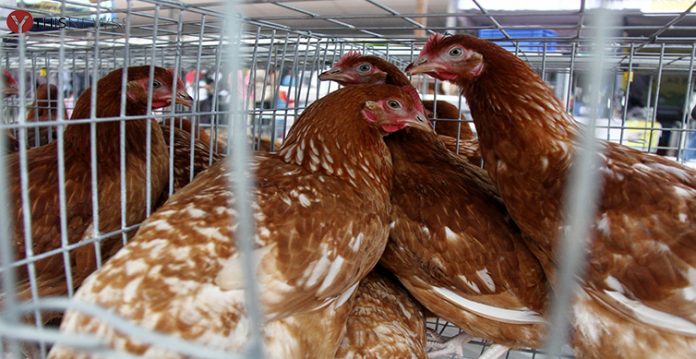 Hyderabad Sees Over 22% Drop in Chicken Prices Amid Karthika Masam