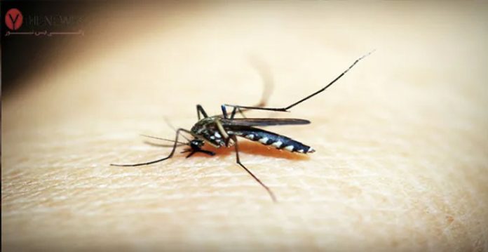 telangana mulugu district witnesses an increase in malaria, dengue cases