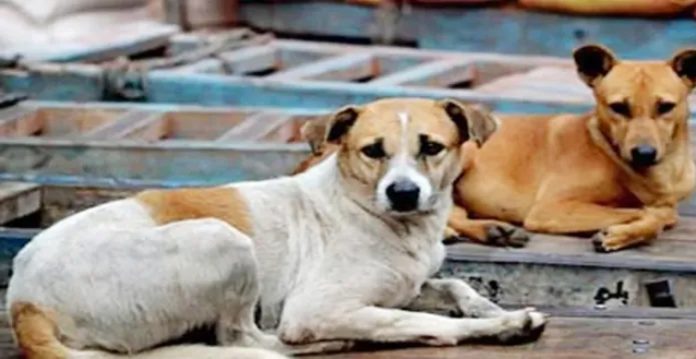 hyderabad pack of stray dogs maul doctor inside hospital