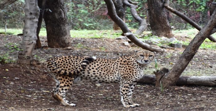 hyderabad zoo houses cheetah gifted by saudi arabia