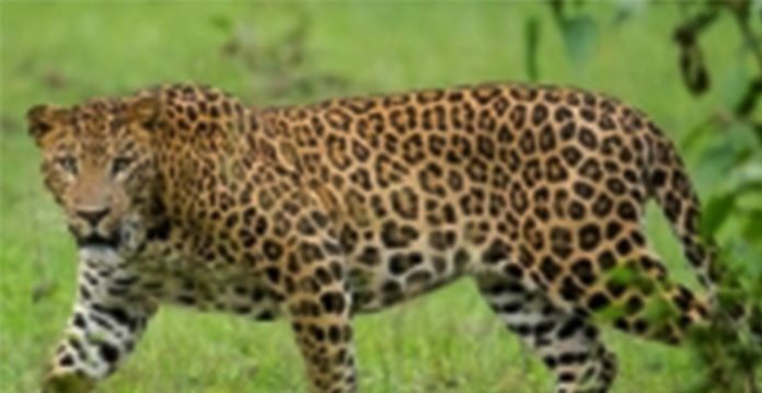 leopard run over by speeding vehicle in telangana