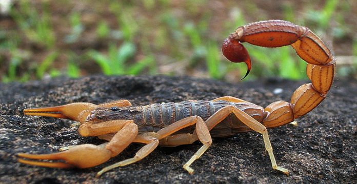 telangana b.tech student dies of scorpion bite