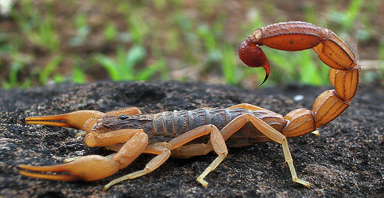 telangana b.tech student dies of scorpion bite