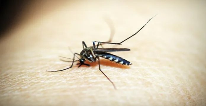 telangana government steps up its efforts to combat dengue