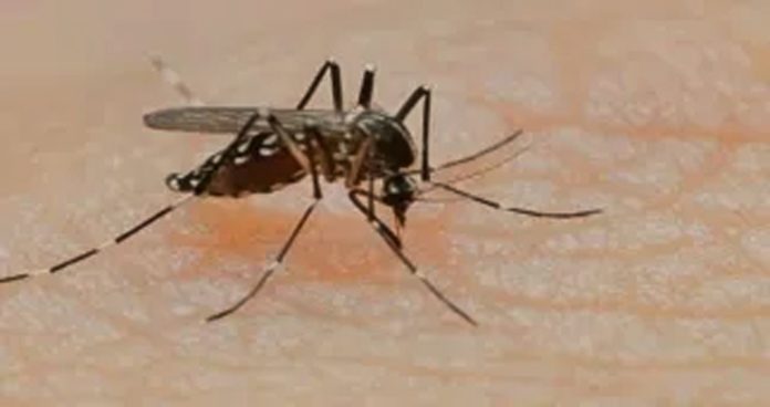 hyderabad anti mosquito breeding drive initiated by ghmc