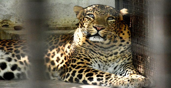 leopard found resting under truck in j&k's badgam