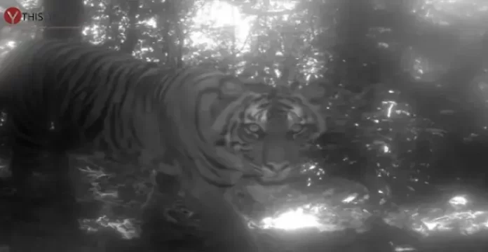 tribal farmer killed in suspected tiger attack in asifabad