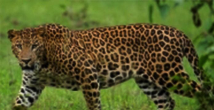 bengaluru on high alert after leopards spotted