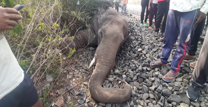 speeding truck in bandipur tiger reserve kills elephant, driver arrested