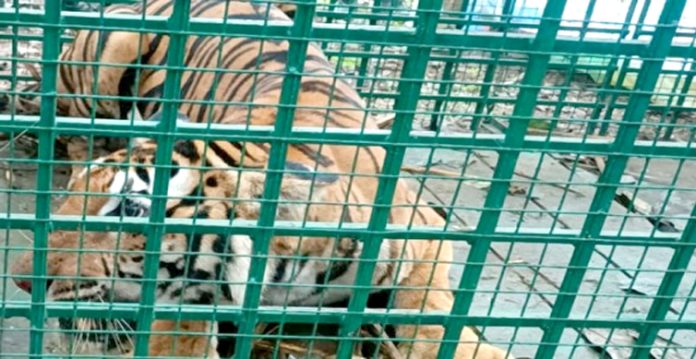 prowling tiger