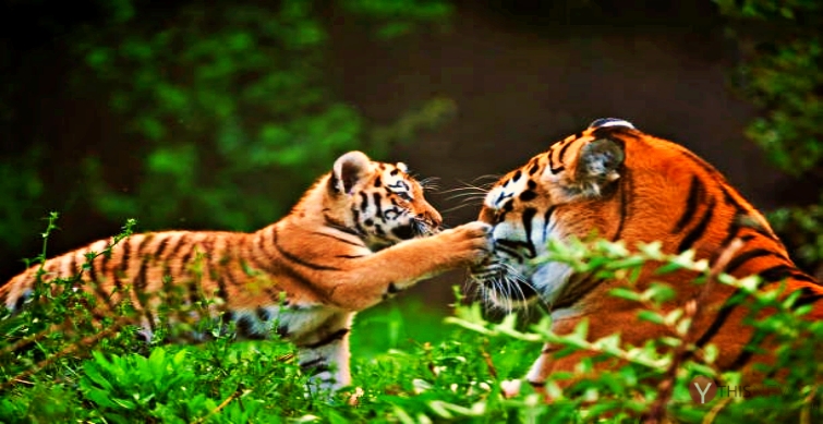 Telangana forests welcome Maharashtra tigers as green cover increases