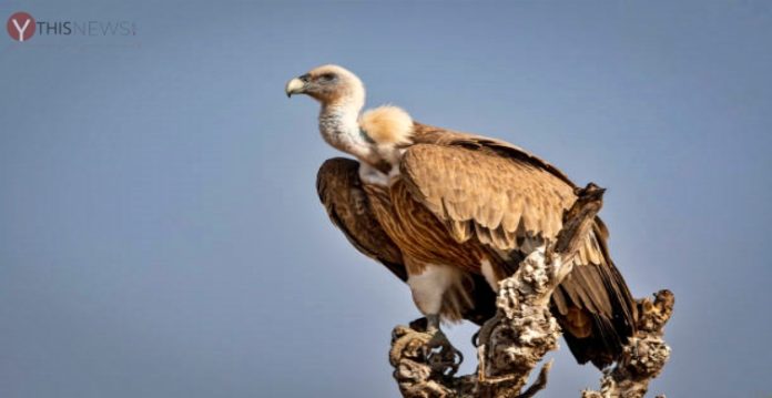 Vulture conservation: Centre yet to respond to Telangana's appeal after two years
