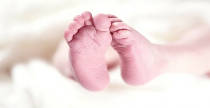 40-Day-Old Infant Dies from Rat Bite Despite Efforts at Niloufer Hospital
