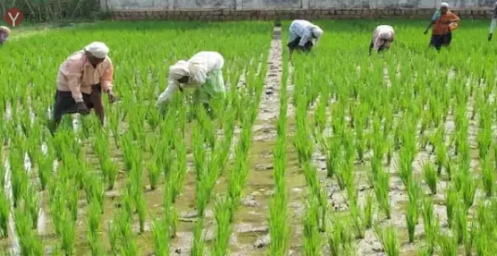 Telangana's agriculture schemes receive praise from Uttar Pradesh labourers