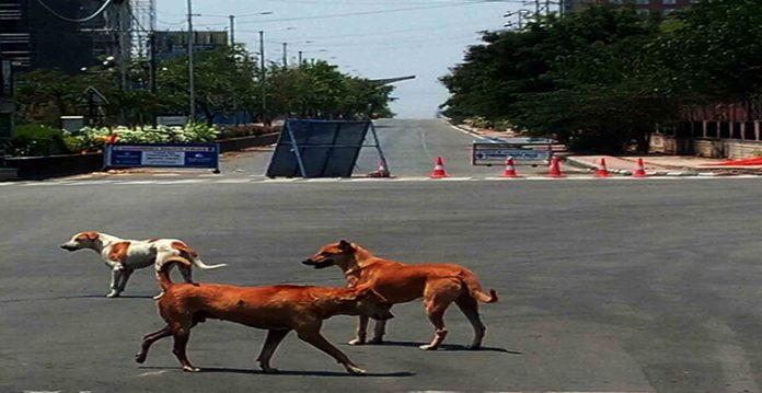hyderabad has 5.5 lakh stray dogs, officials move to check menace