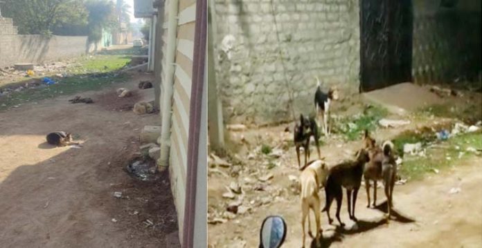 People in Jalpally irked over growing threat of stray dog attacks