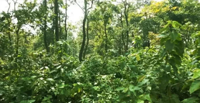 Total forest carbon stock in Telangana increased by 6.68 per cent from 2019 to 2021