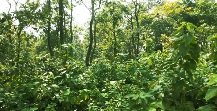 Total forest carbon stock in Telangana increased by 6.68 per cent from 2019 to 2021