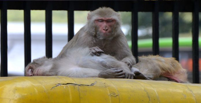 70 year old telangana woman mauled by monkeys dies