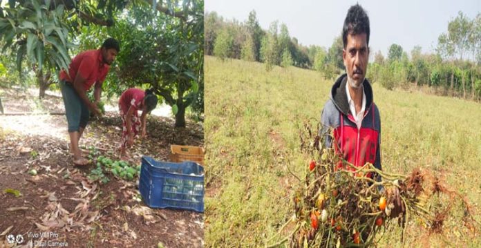 Unseasonal rains wreak havoc on Mango groves, veggies in Vikarabad