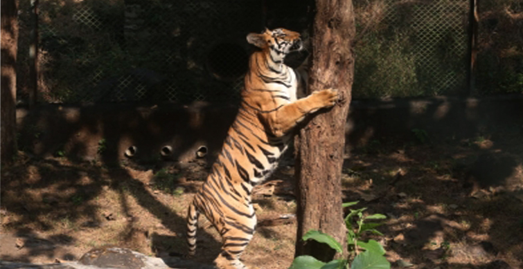 centre, telangana blame each other for not doing enough for tiger conservation1