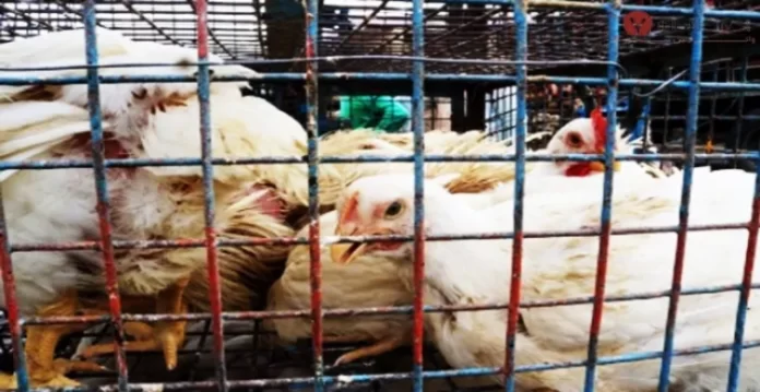 As mercury rises, chicken prices in Hyderabad skyrocket