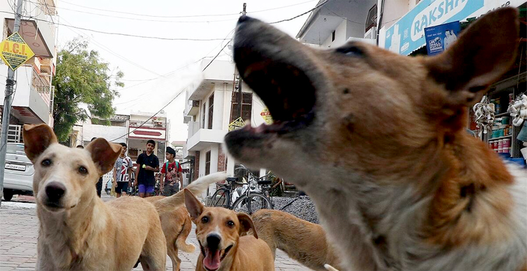 dogs